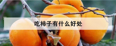 吃柿子有什么好处