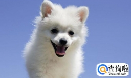 怎么预防狗狗得细小犬瘟