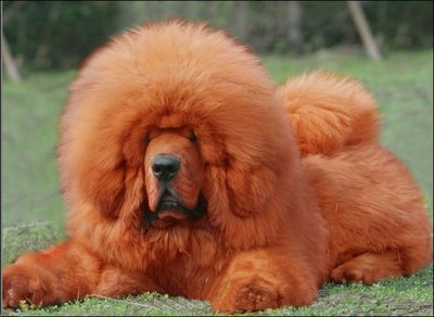 世界上最贵的狗排名