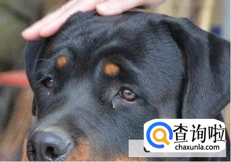 怎么看罗威纳幼犬品相