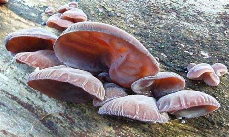 新鲜木耳可以放多久