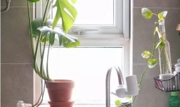 入户门可以放哪些植物