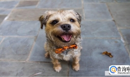 狗狗咳嗽干呕发出咔咔咔的声音怎么办