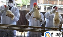 拉美一些国家禽流感疫情蔓延 都有哪些国家发现疫情