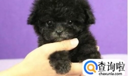 如何纠正泰迪犬磨牙？