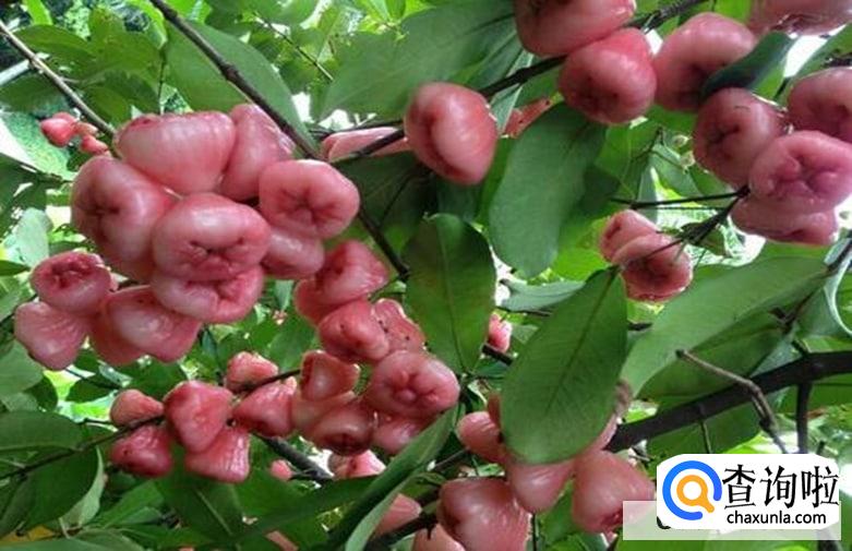 雾莲果的功效和作用有哪些