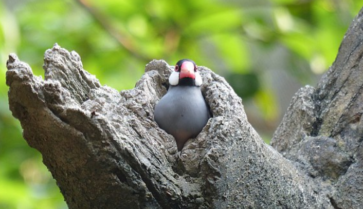 正襟危坐的危是什么意思