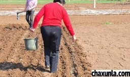 种植花生的方法