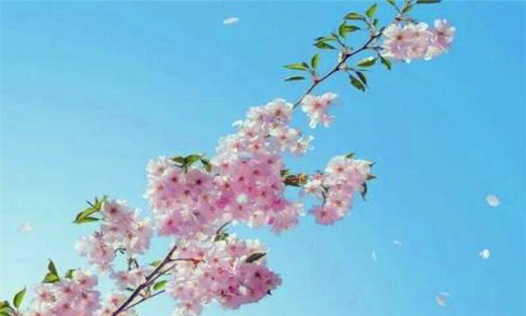 未来可期什么意思