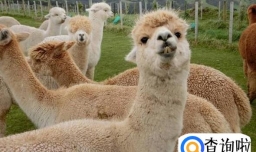 什么是羊驼 羊驼的形态特征是怎么样的