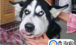 狗被蜜蜂蛰了怎么办