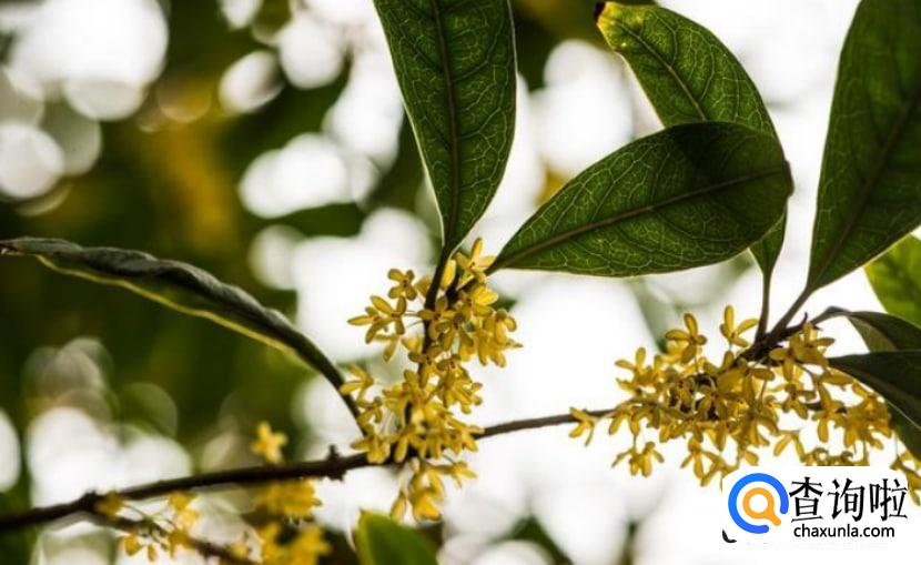 桂花树的作用