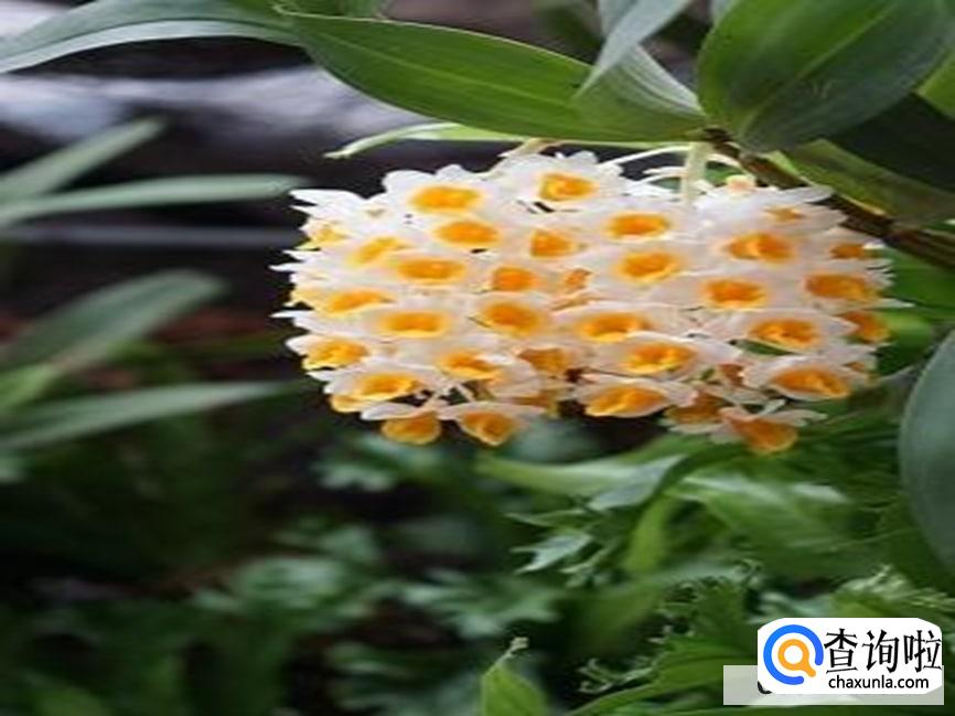 球花石斛花的功效与作用有哪些