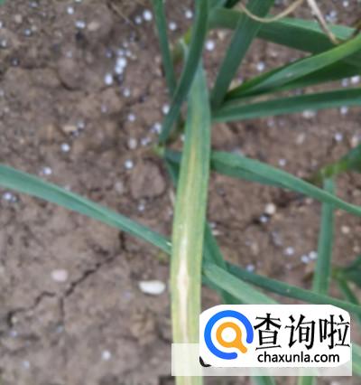 大蒜苗叶枯病该如何治