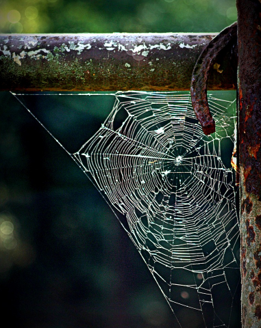 蜘蛛丝有哪些作用