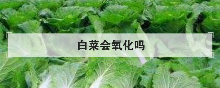 白菜会氧化吗
