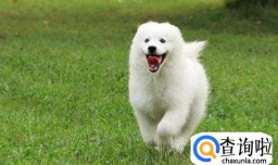 萨摩耶不吃狗粮怎么处理？