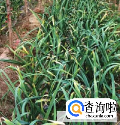 大蒜苗叶枯病该如何治