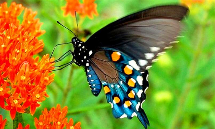 什么是蝴蝶效应