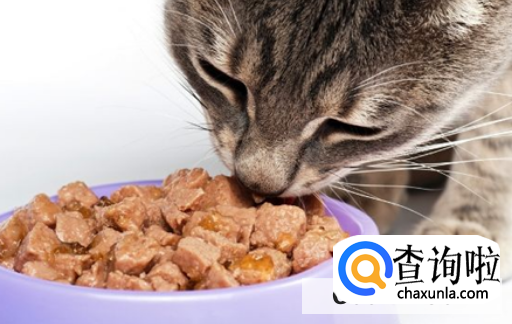 如何给猫咪选择一款合适的猫粮