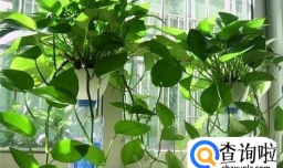 如何养殖绿萝经验