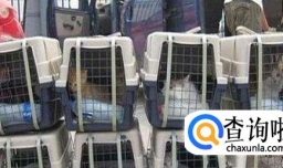 宠物托运的方法（狗狗猫咪怎么异地运输回家）