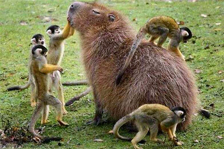 世界上最大的老鼠有多大