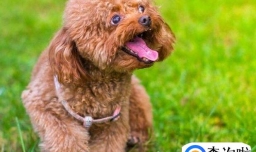 贵宾犬怀孕多久生下来呢？贵宾犬怀孕有什么反应