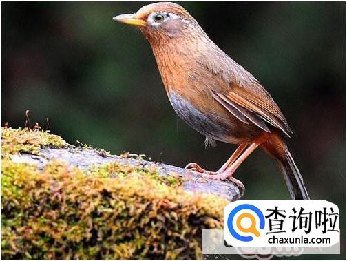 捕捉画眉鸟犯法吗