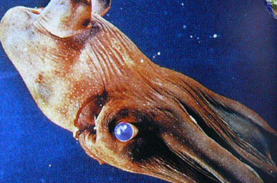 乌贼和章鱼的区别