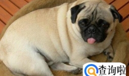 狗狗的寿命有多长？