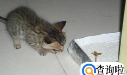 如何教猫上厕所