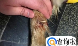 狗狗指甲断了怎么处理