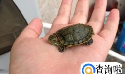 怎么让乌龟喜欢你