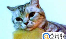 母猫闹猫什么症状,母猫闹猫了怎么缓解