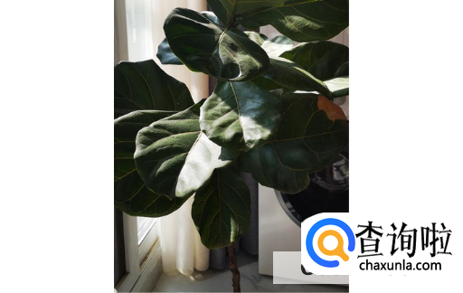 琴叶榕常掉叶子是什么原因