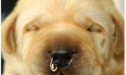 狗狗很精神但是流鼻涕，狗狗鼻塞流鼻涕怎么办
