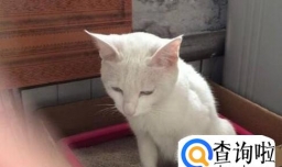 怎么教猫咪大小便