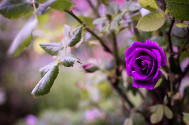 99朵玫瑰代表什么意思