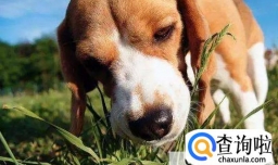 如何训练狗的斗性