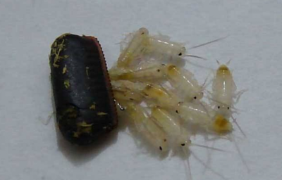 厨房有蟑螂怎么办