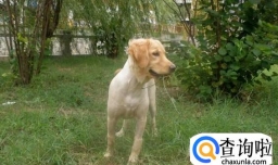 狗狗做绝育手术的利与弊