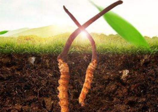 冬虫夏草是如何形成的