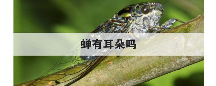 蝉有耳朵吗