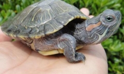 巴西龟怎么冬眠