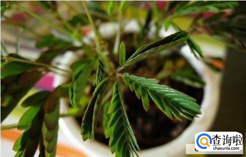 怎么养好娇羞的含羞草呢