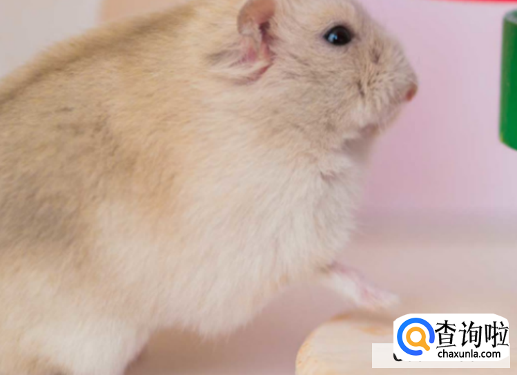 怎么让仓鼠自觉玩跑轮