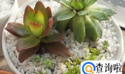 多肉植物该怎么挑选？
