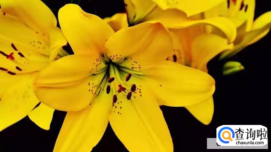 百合花代表什么意思