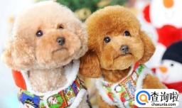 贵宾犬吃什么水果，贵宾犬吃柚子要注意什么